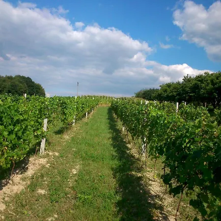 Na Winnicy Zagrabie
